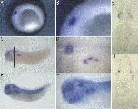 Expression Image