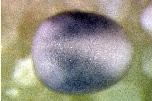 Expression Image