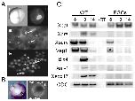 Expression Image