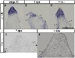 Expression Image