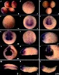 Expression Image