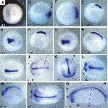 Expression Image