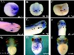 Expression Image