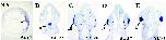 Expression Image