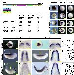 Expression Image