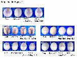 Expression Image