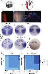 Expression Image