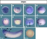 Expression Image