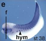 Expression Image