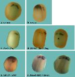Expression Image