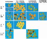 Expression Image