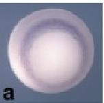 Expression Image