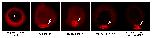 Expression Image