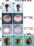 Expression Image