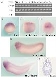 Expression Image