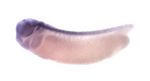 Expression Image