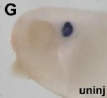 Expression Image